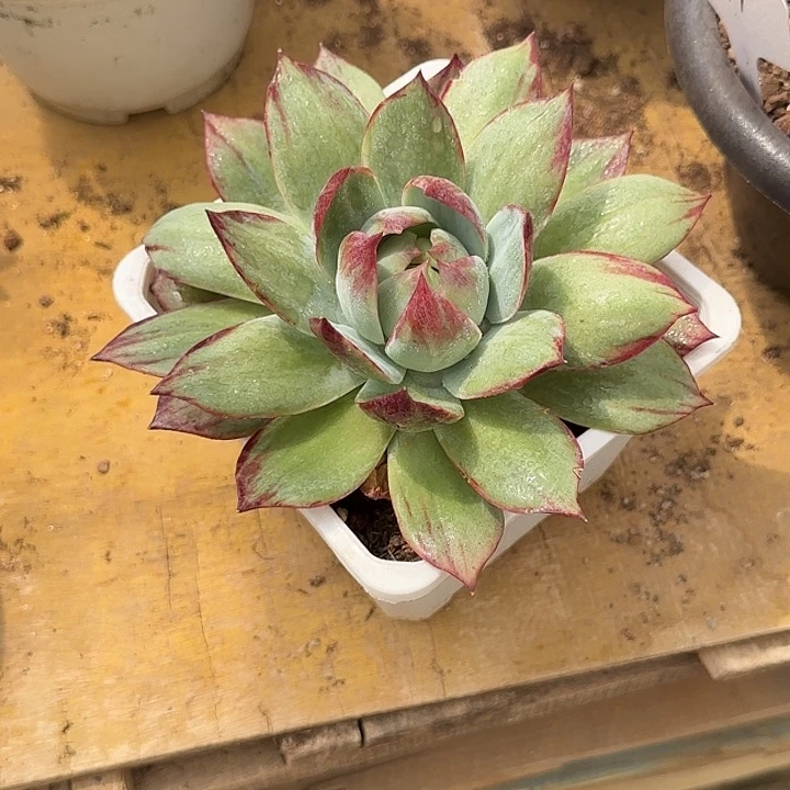 惊鸿一物一一拍包装收缩花旱