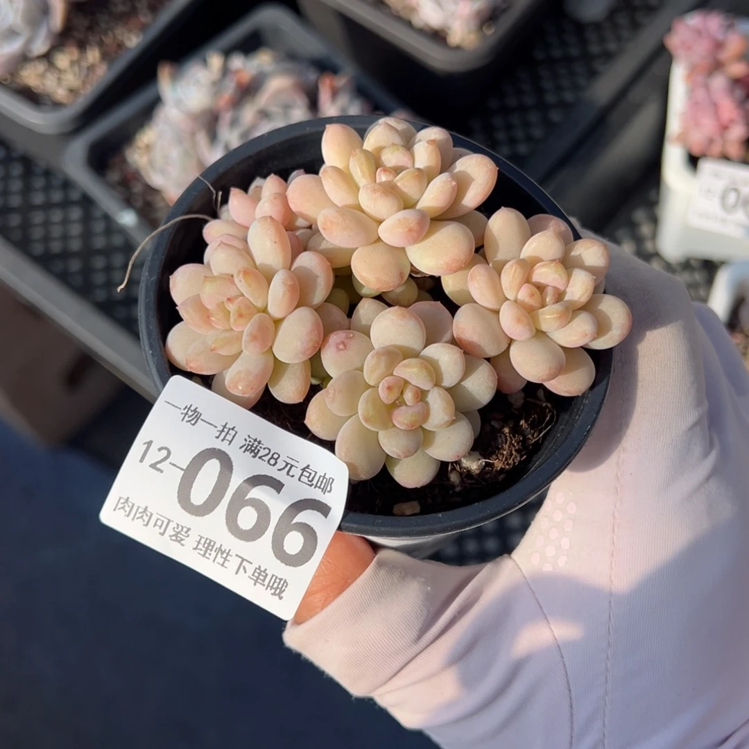 阳光玫瑰多肉多肉多肉多肉多肉