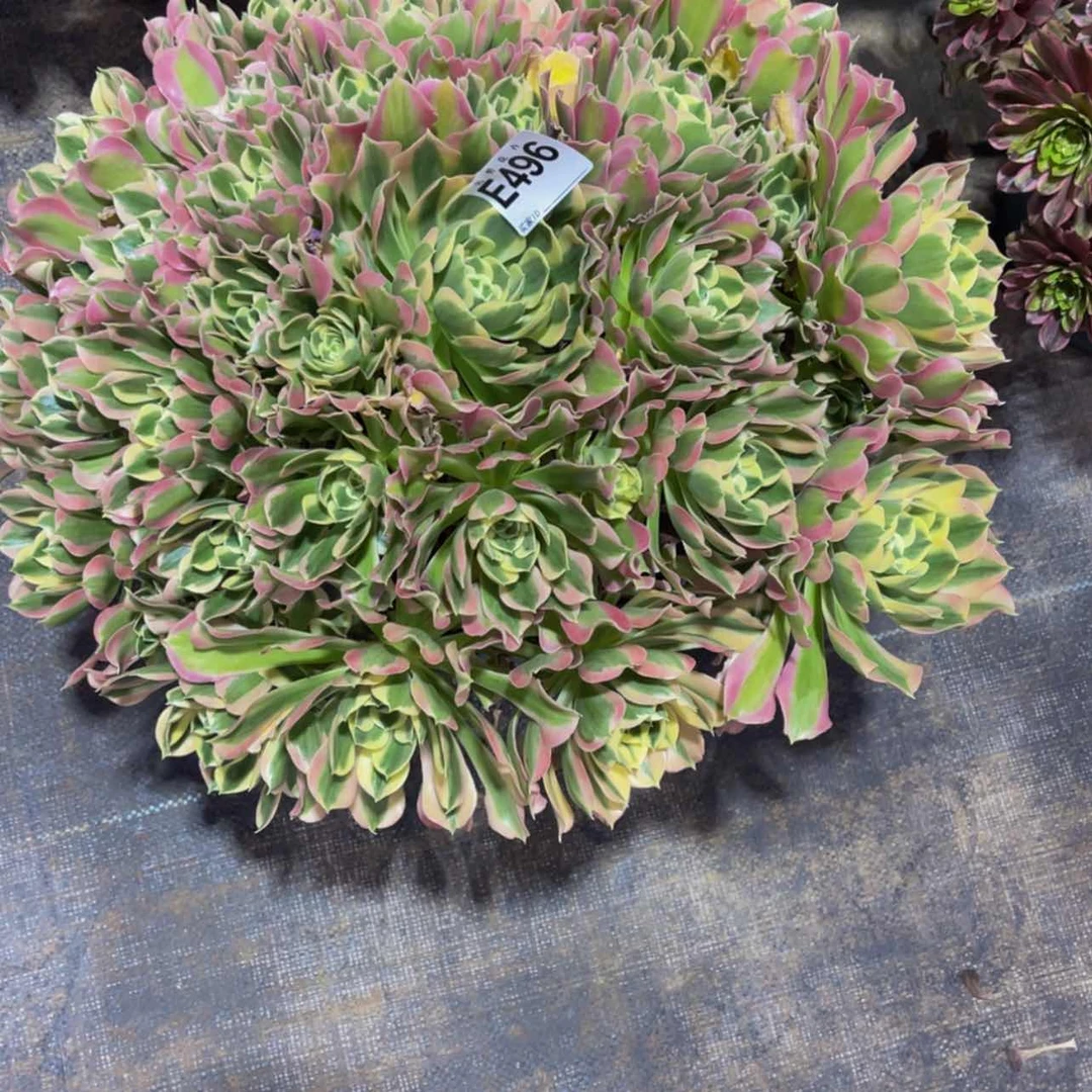 【闪购商品】49600