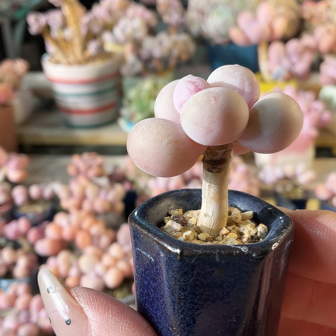 用***8多肉植物的生长发育和生长发育等方面