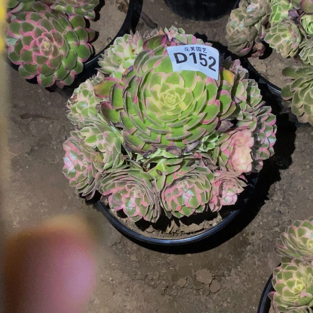 小***九孔雀玲多肉植物1520000