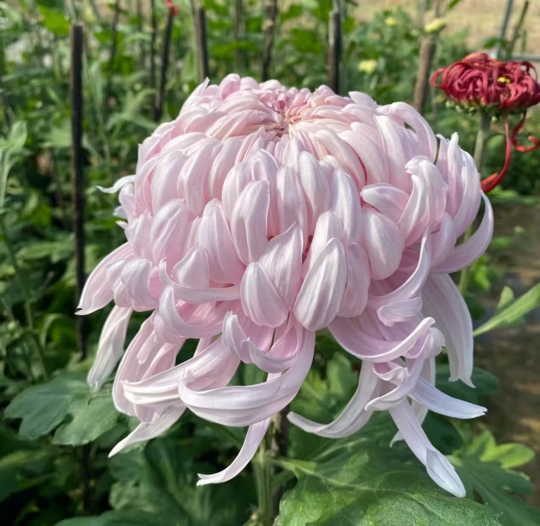 【仙露蟠桃】九月大花菊-漏色大花型阳台庭院好养护