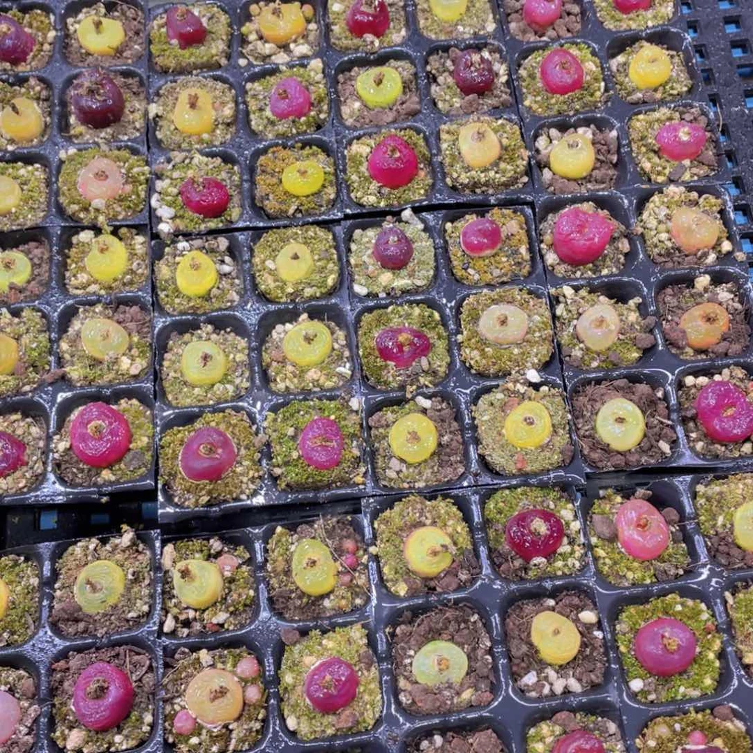 量拍46号 精品毛汉尼六个