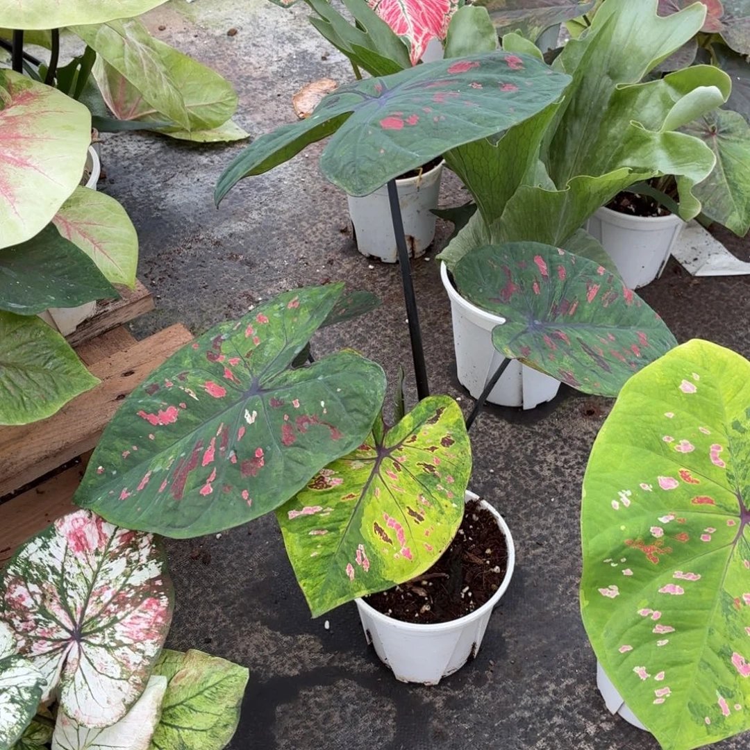 云***清大部分花苞少量开放莫奈花园