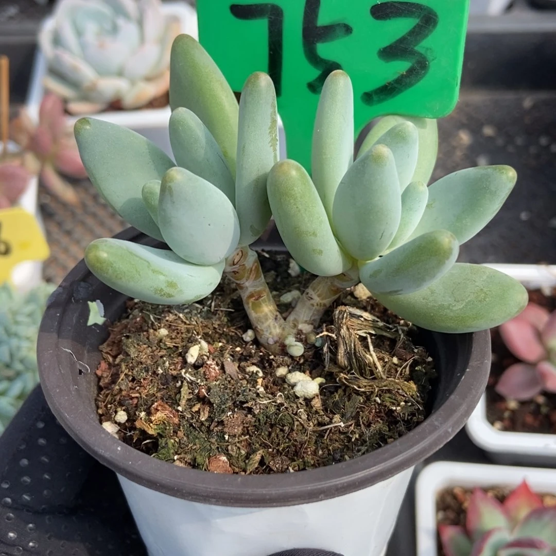 753企鹅多肉植物保护