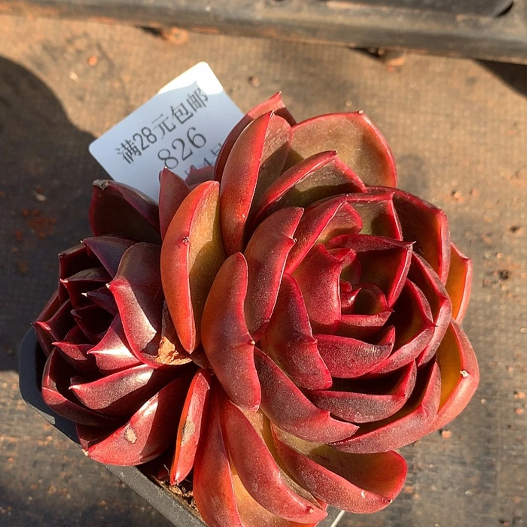 【闪购商品】云826号红灯10厘米