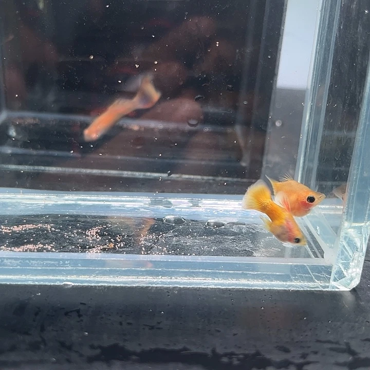 孔雀鱼黄金玻璃猫嘎嘎圆球1对