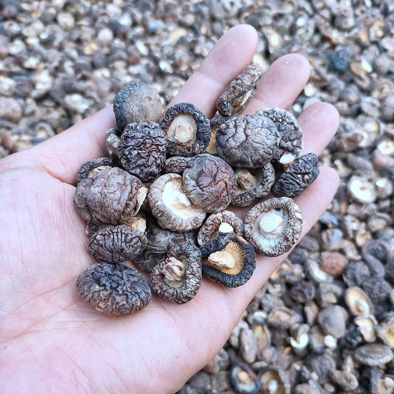 【芒果】云南土特产～小香菇