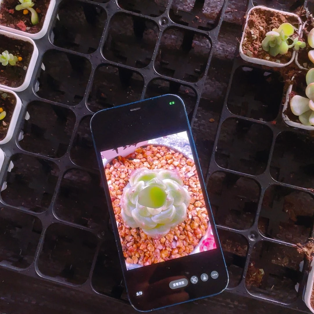 224 甜心叶子一片一个满25包邮