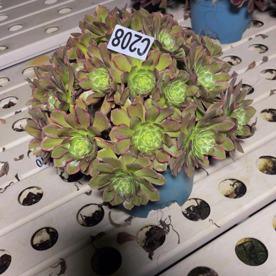 莲花法师7////46包邮