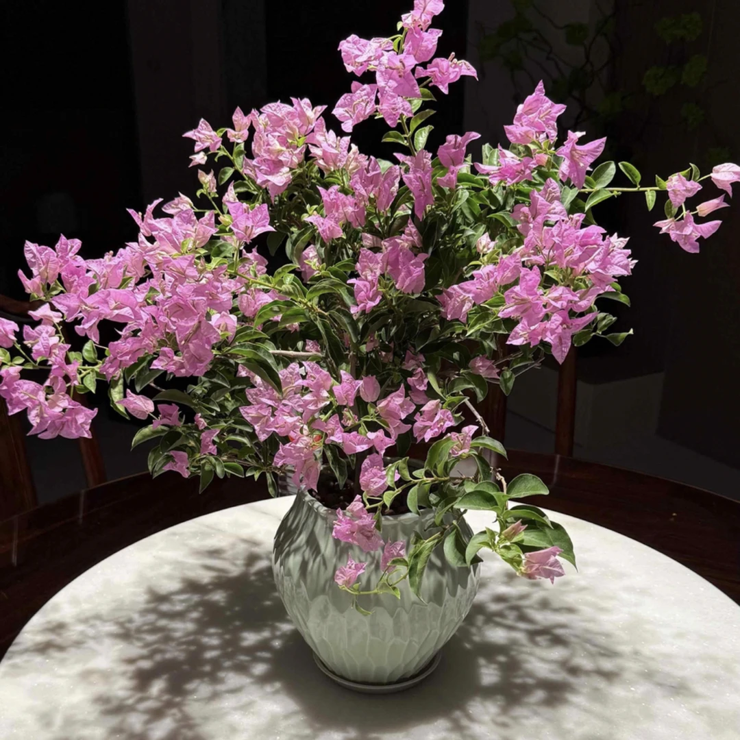 【三角梅老苗】带陶瓷盆勤花品种【一物一拍】