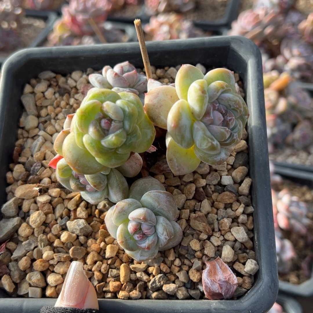 石榴籽老桩飘枝包子脸