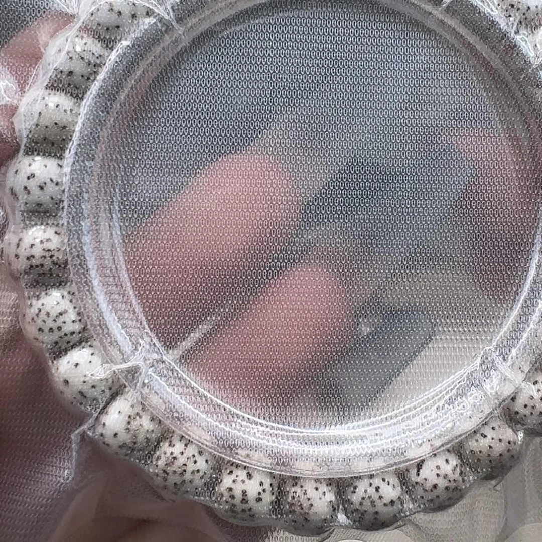 星月菩提手串98高端半臂大留白河豚87