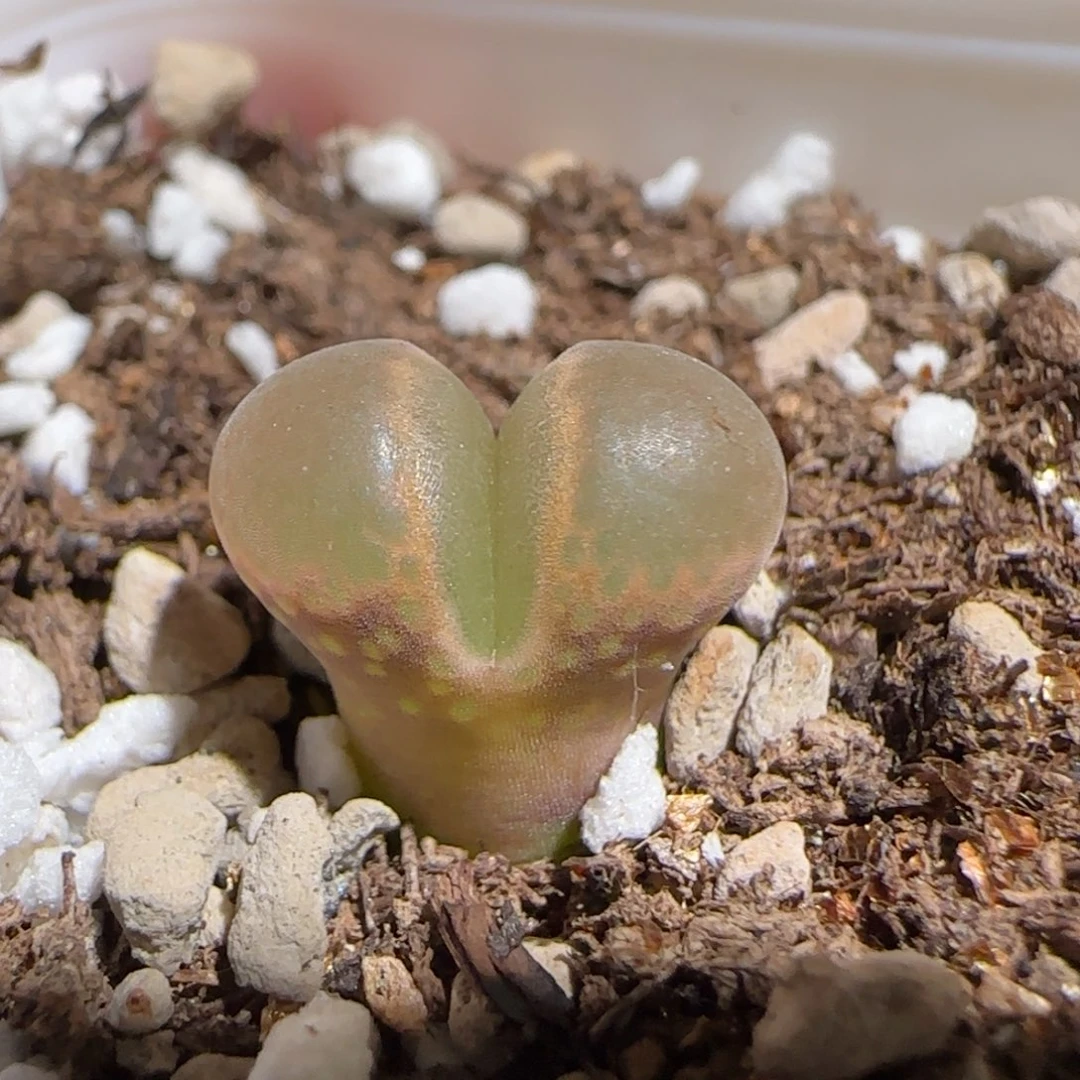 肉锥多肉植物组合-pa212、115