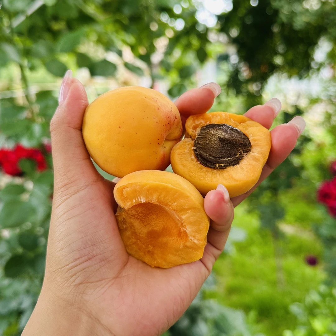 【甘特优品】甘肃天水本地大黄杏现摘现发8分甜2分酸