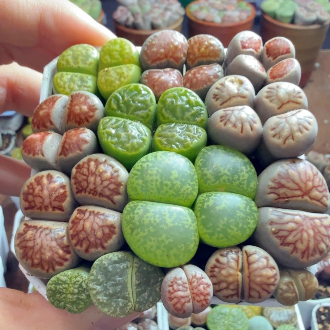 r***u多肉植物的生长发育和生长865