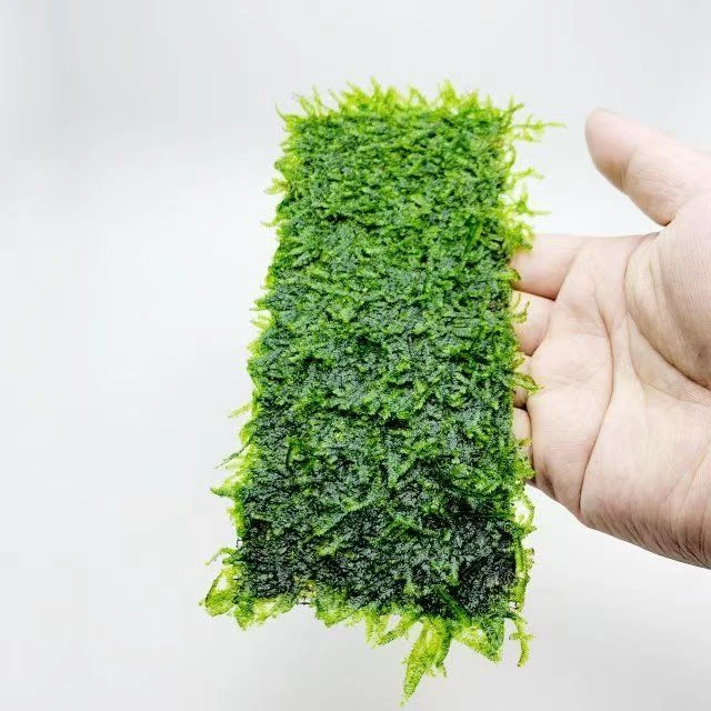 大三角莫斯一片