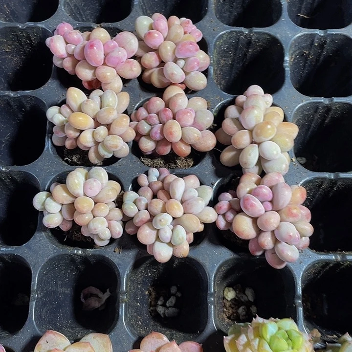 三头小桃蛋1元带土发