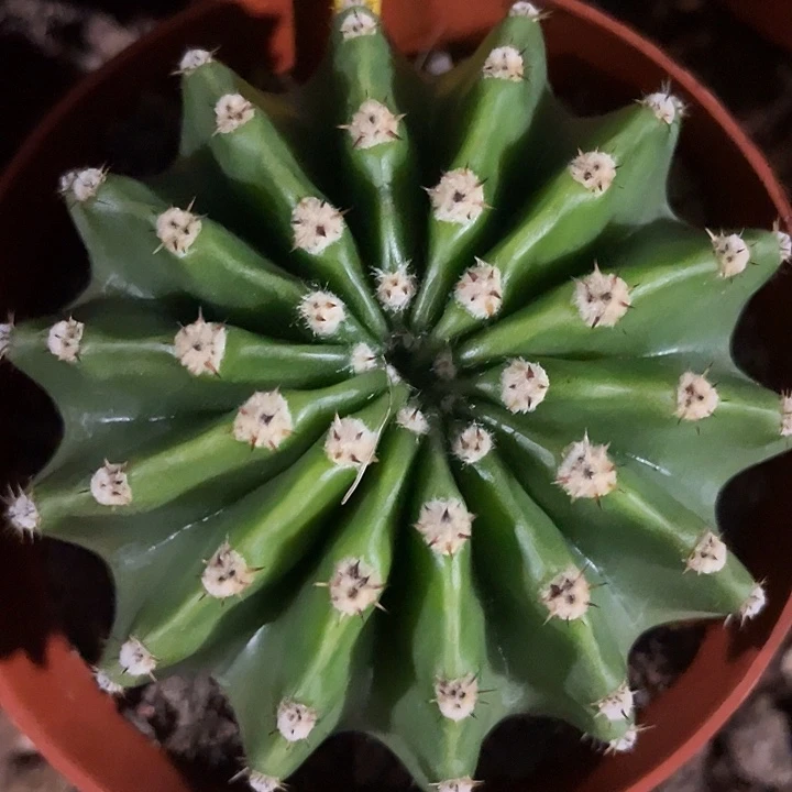 316号高耸短刺彩草