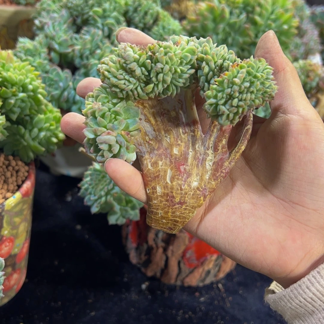 天天开心 小桃花微瑕