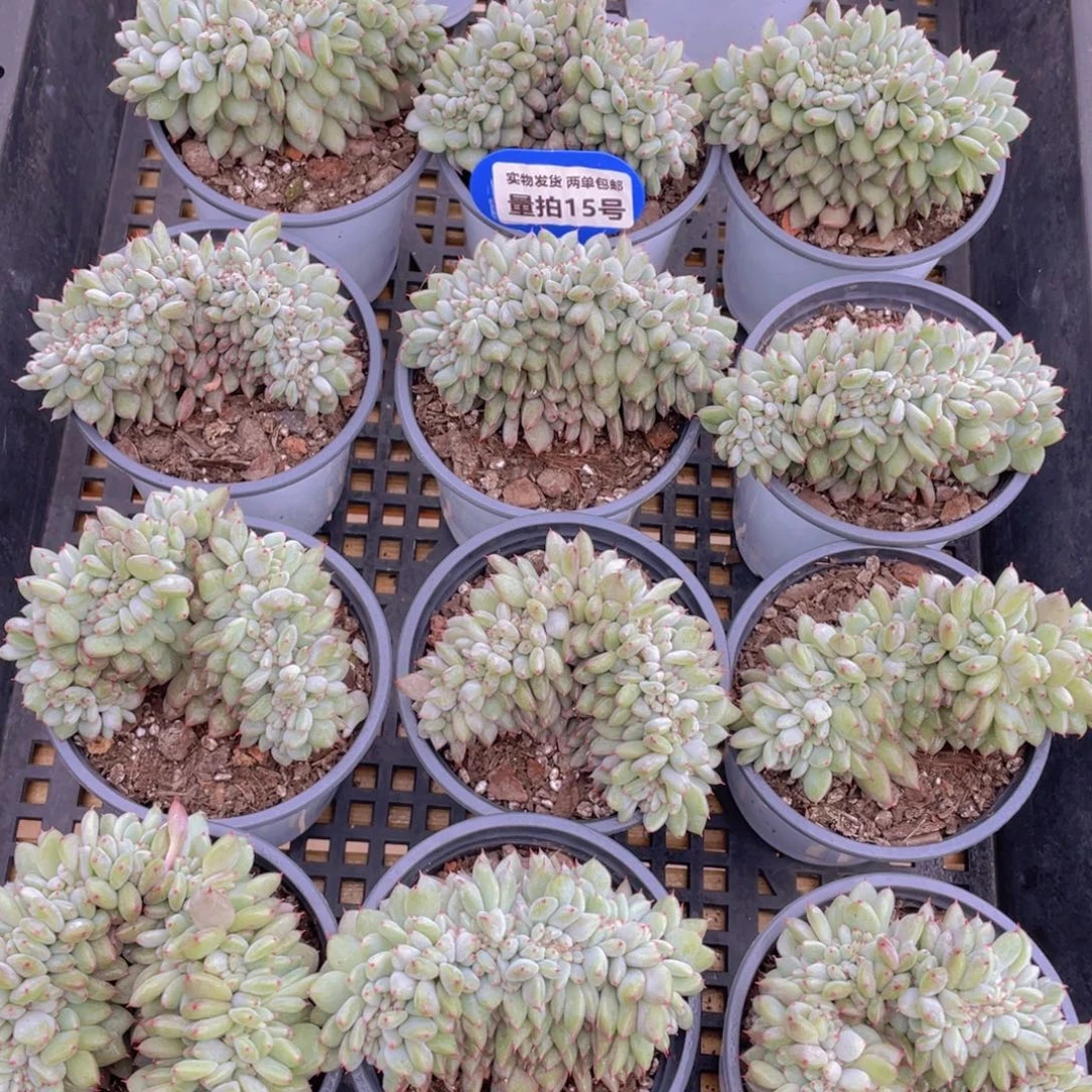 量拍15号 胖丁缀化一个