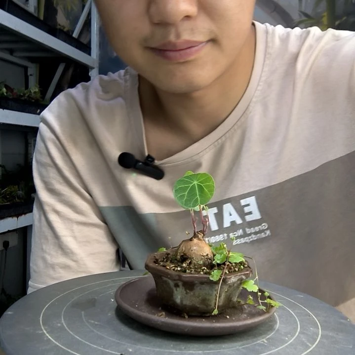 抬****光中青园艺一物一拍13