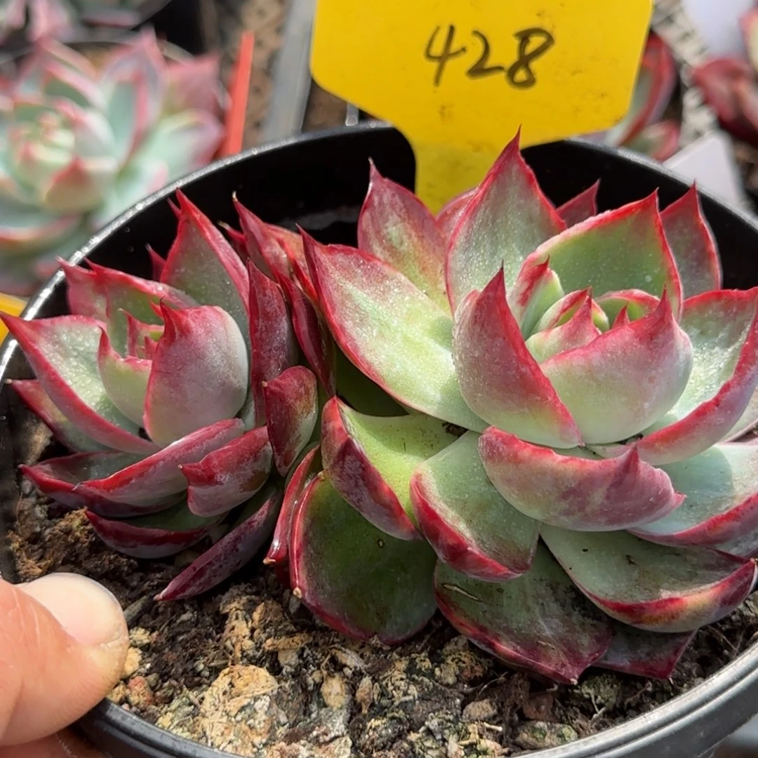 惊鸿一物一拍包装收缩花旱428