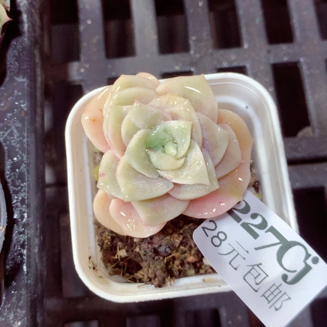 5厘米盆精控多肉227