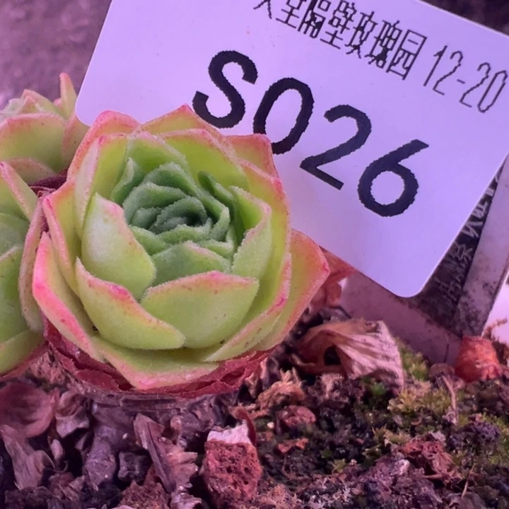 小***嘟三碗026  扶摇侧芽寄养发根