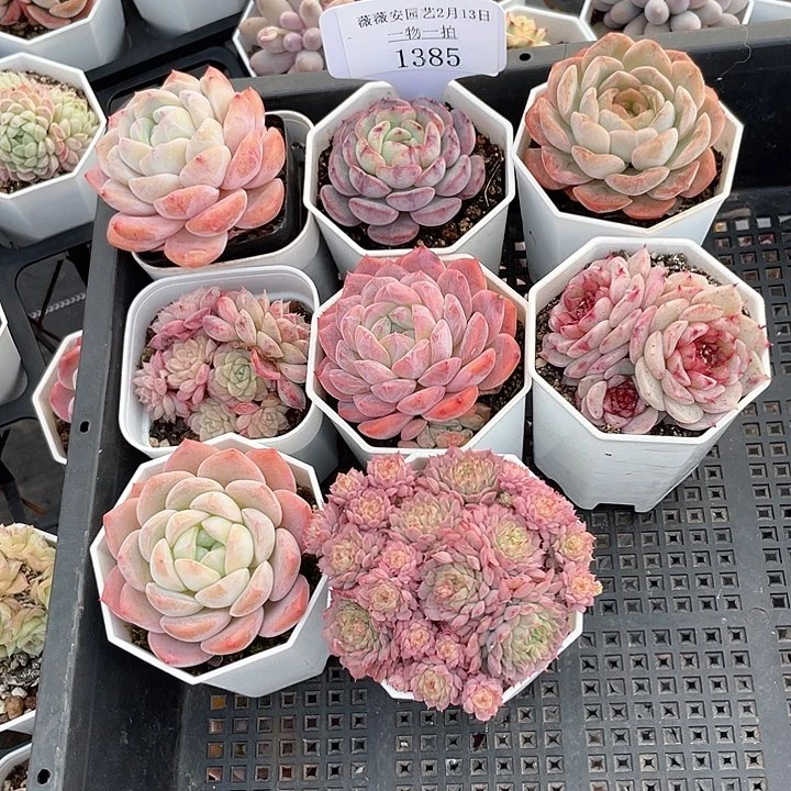 薇薇安园艺多肉1385