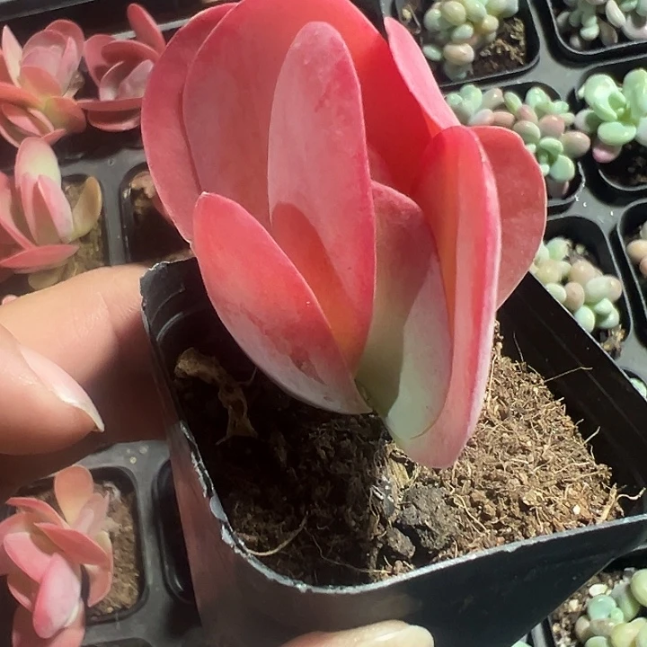 唐印精品多肉植物