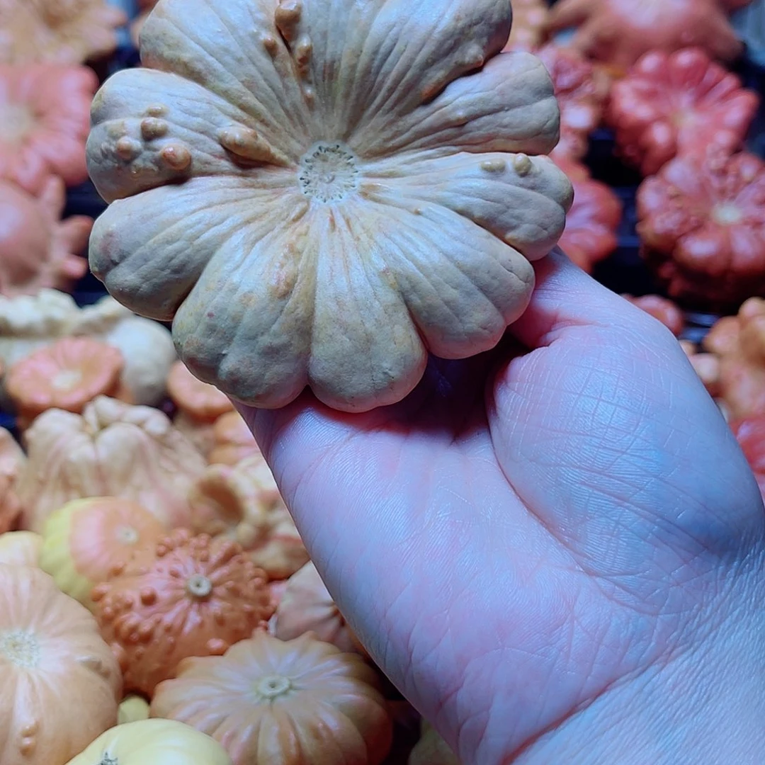 王***人陶瓷墨西哥葫芦可盘可摆微瑕