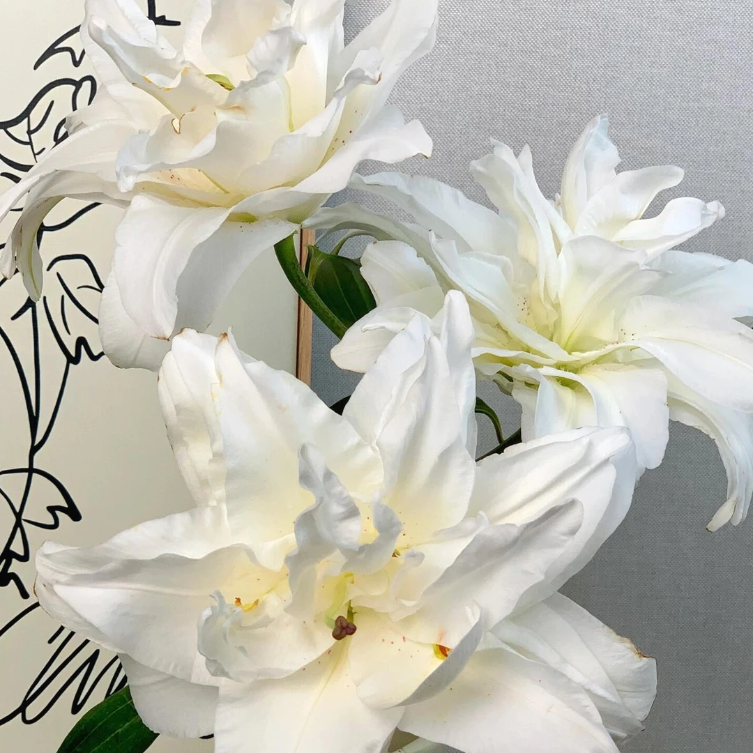 (滑雪板/种球)20/22重瓣香水百合花种庭院鲜花阳台花球