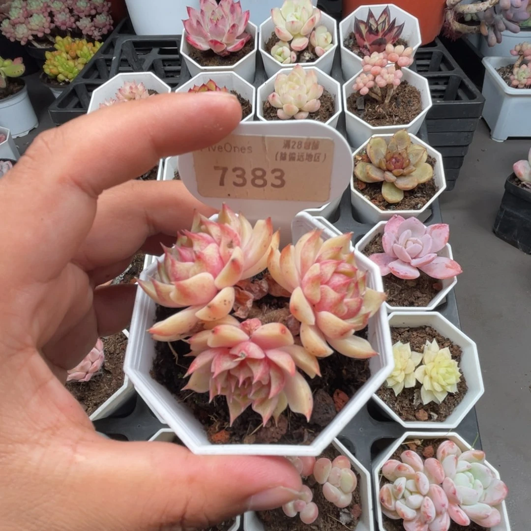 7383苯巴蒂斯5.0厘米