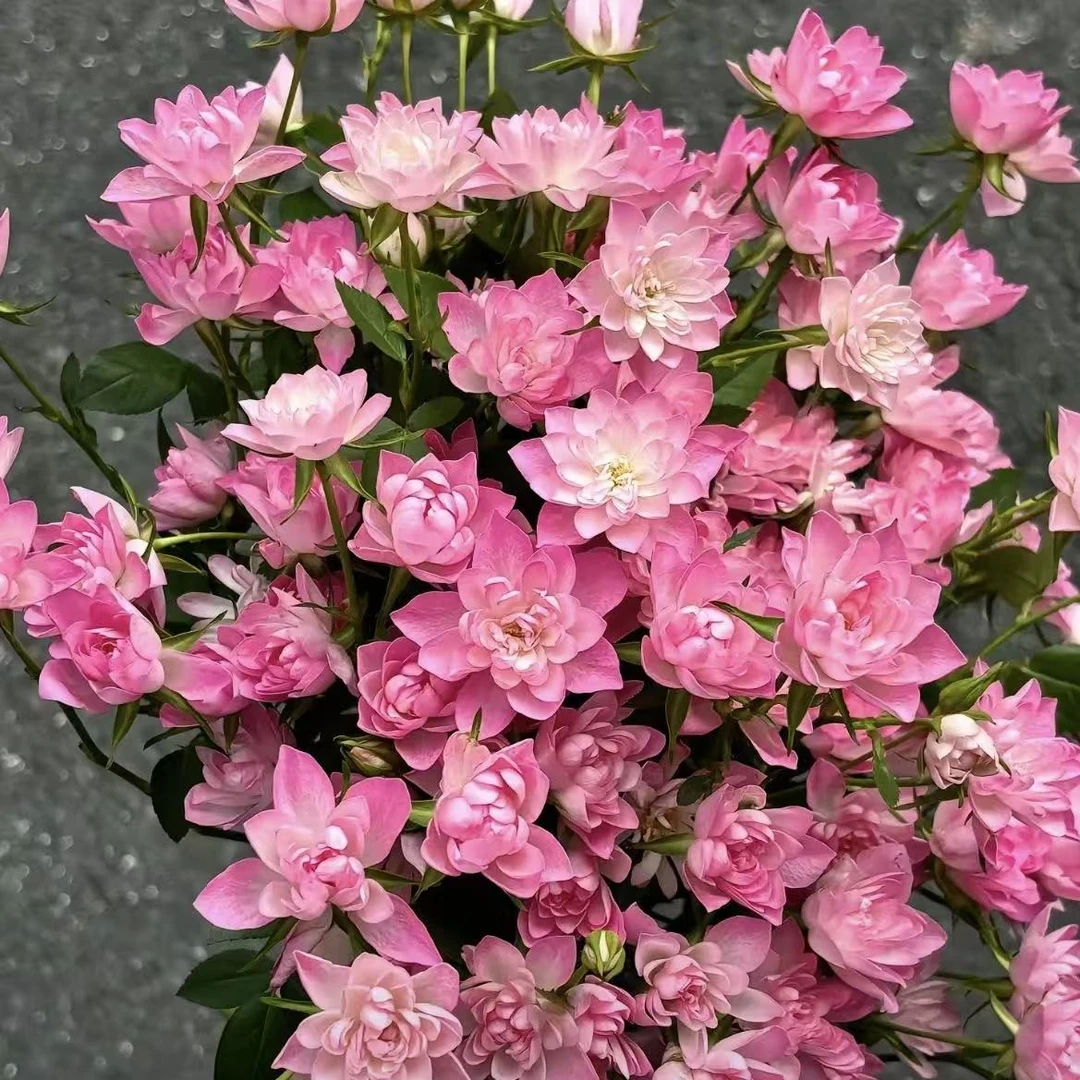 【天河繁星】一花开双色四季开花月月开阳台庭院盆栽地栽