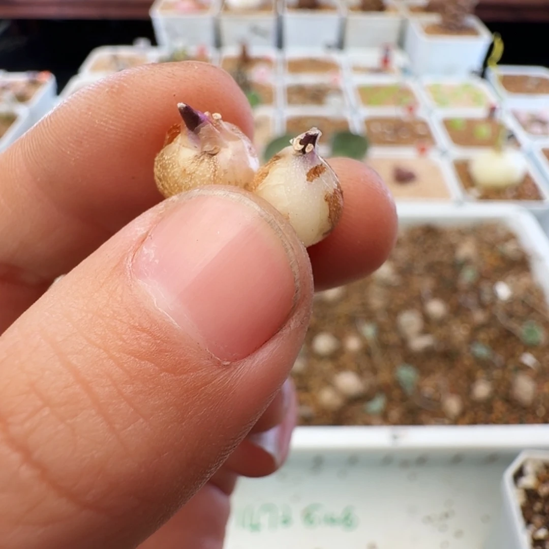 格***仙多肉植物福利刺叶立金花242