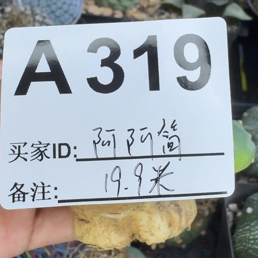 阿***简福利实生仙人球仙人球