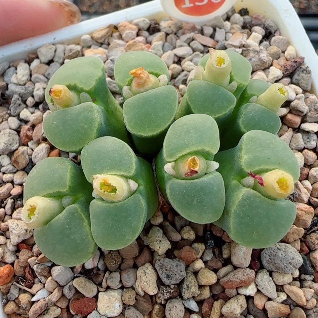 多肉植物火大Y400母本群41号