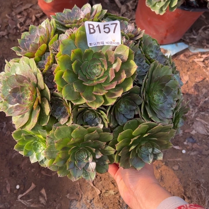 万拉丝多肉植物157.