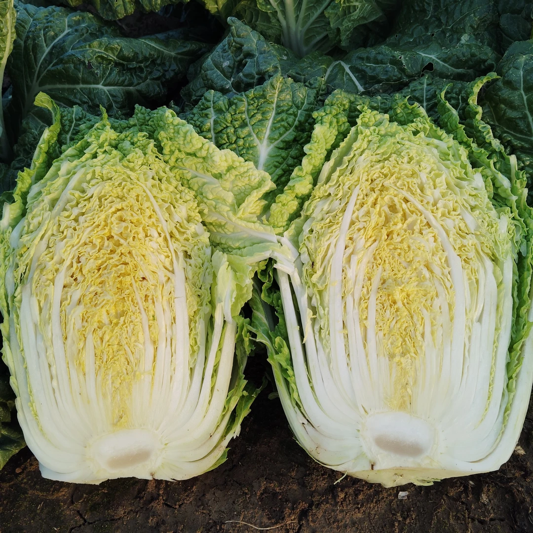 河南南阳农家自种大娃娃菜5斤包邮