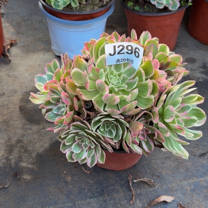 瑞妈多肉园艺296-