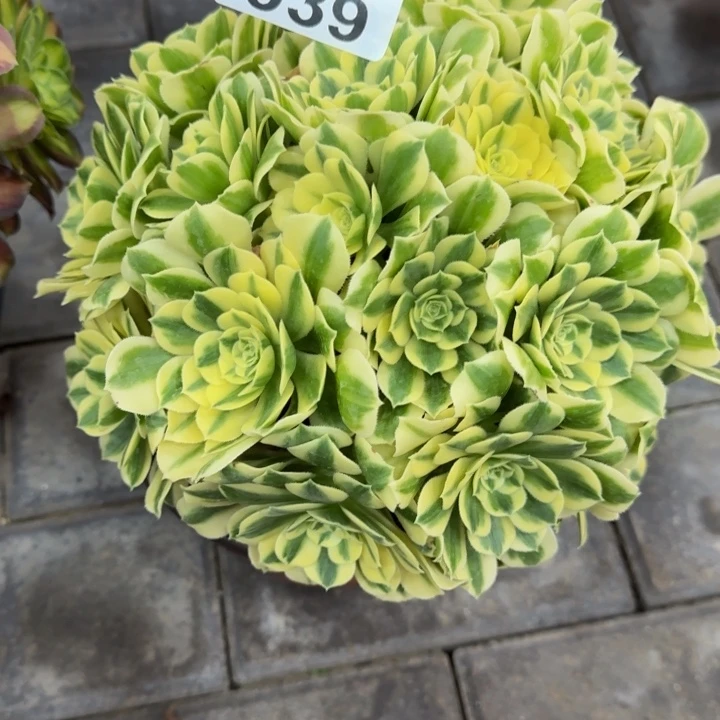 冰*迈巴赫丛林939肉肉