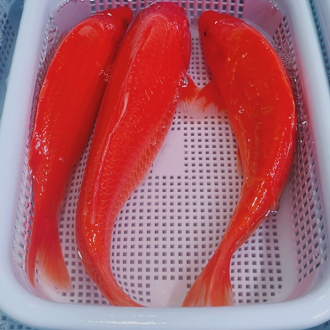 锦鲤锦鲤冷水鱼观赏