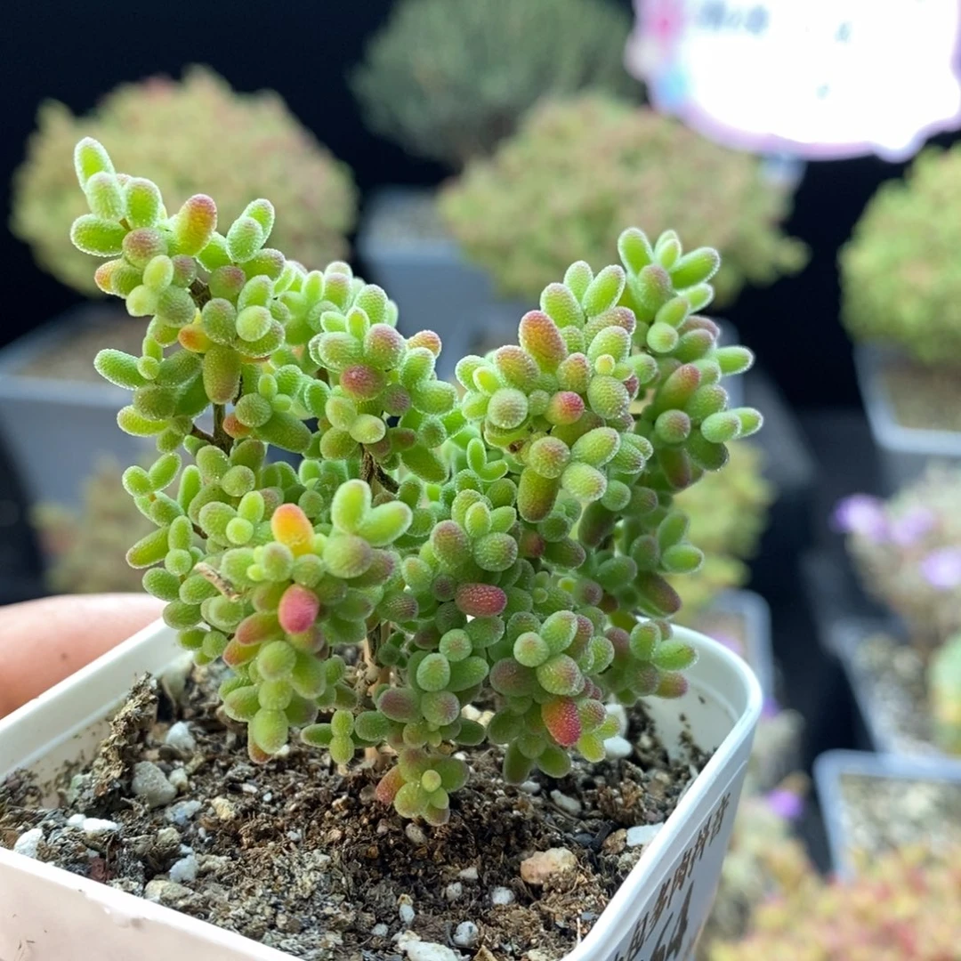 964蜜橘糖球。