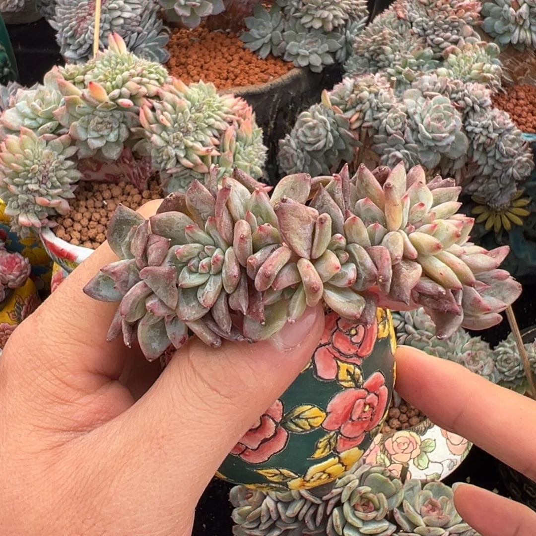 新年快乐天天开心