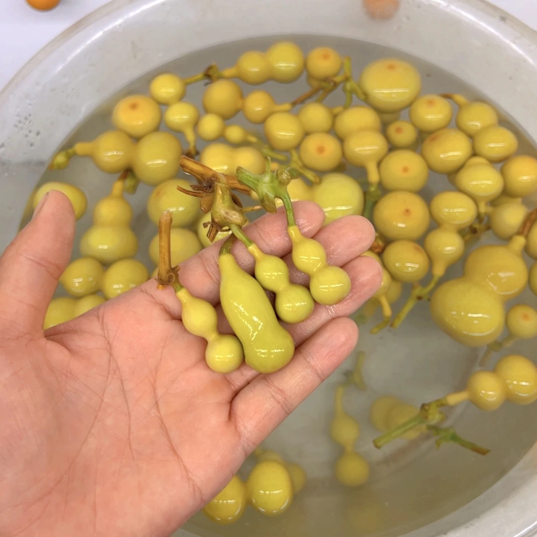 好***运天津嘴儿葫芦葫芦，