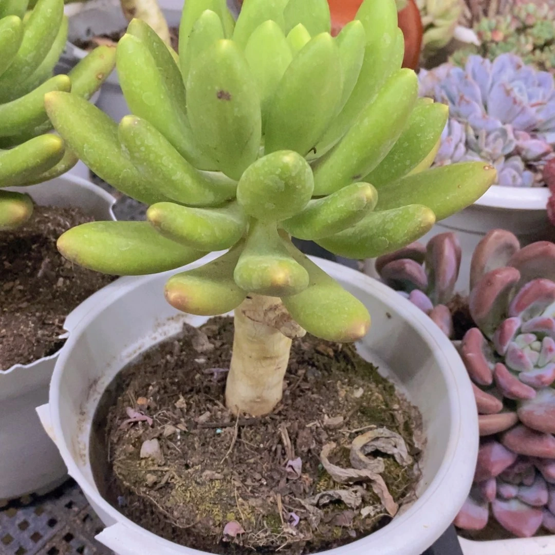 金蝉大单头老桩多肉