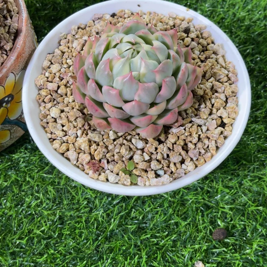 鱼*锦。不知名 寄养……