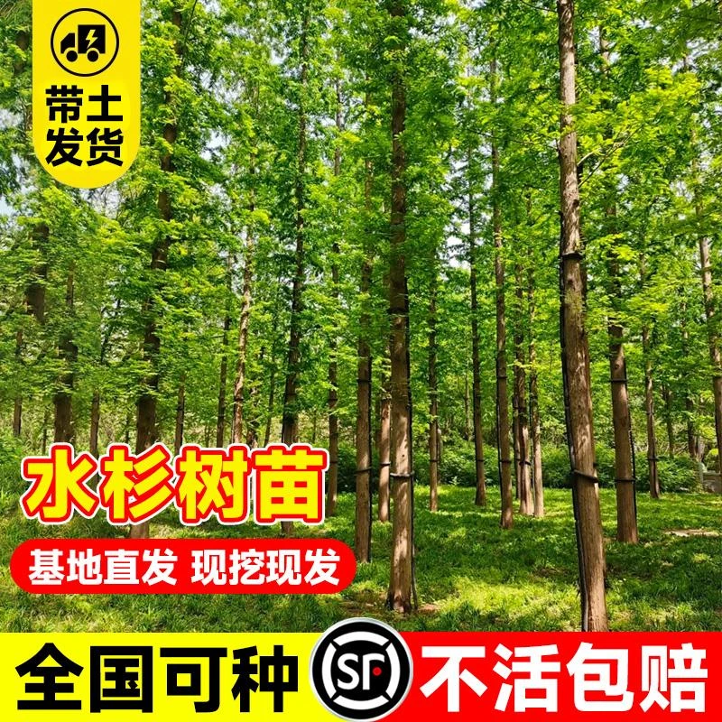 水杉树苗大树鱼缸造景水培老桩盆栽河边庭院道路绿化农田占地护坡