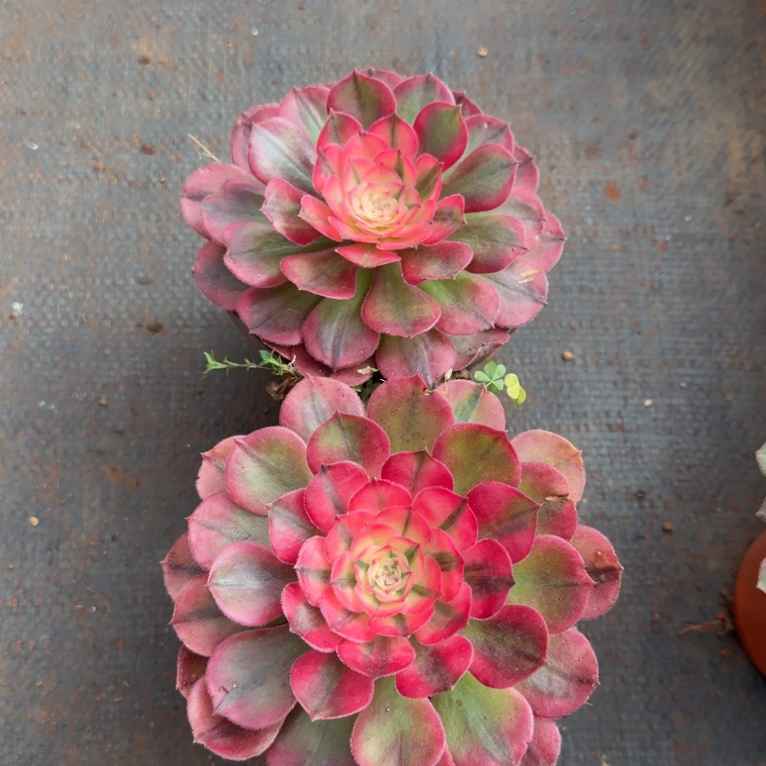 荔枝多肉植物法师